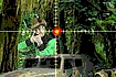 Thumbnail of Clone Commando